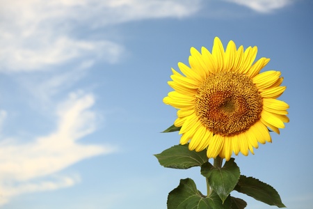 Sunflower on background sky - collageの写真素材