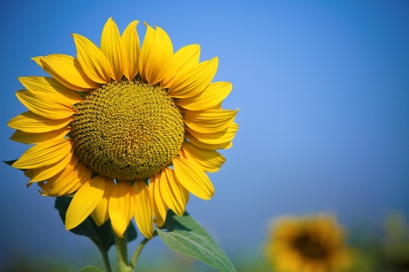 Beautiful yellow sunflower on spring field. Shoot was taken with warm polarized filterの写真素材