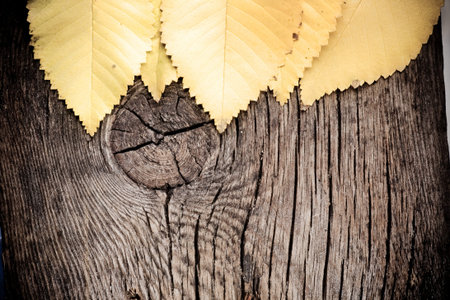 Autumn leaf on old wood textureの写真素材