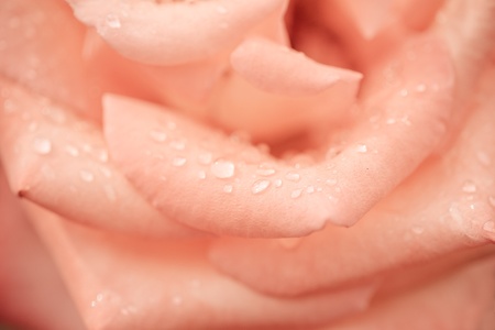 Beautiful pink rose closeup. Valentine`s day abstract background. Shallow depth of fieldsの写真素材