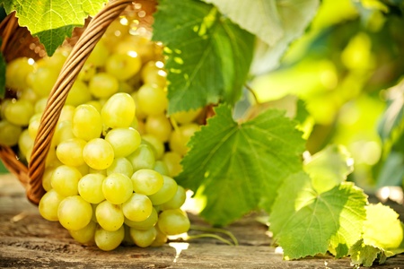 Bunch of grapes with green vine leaves in basket on wooden table against vineyard background in springの写真素材