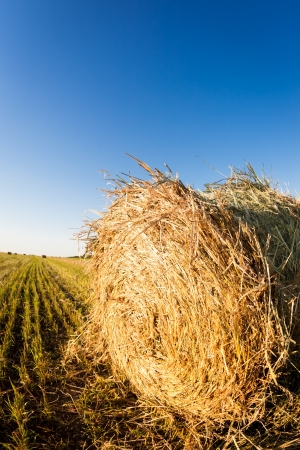 Haystack in wheat field. Autumn harvest concept. Shot was taken with fisheye lensの写真素材