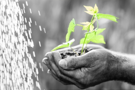 Old man holding green plant against black and white background Old man holding green plant against black and white background