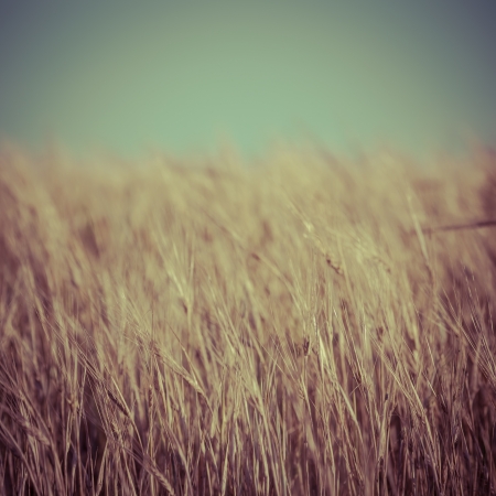 Autumn wheat fieldの写真素材