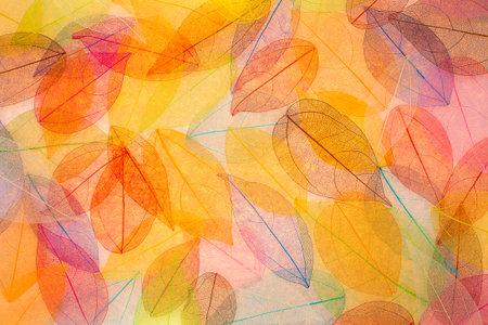 Abstract autumn background. Beautiful leaves texture
