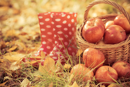 Autumn fruits outdoors. Basket of red apples. Thanksgiving holiday conceptの写真素材