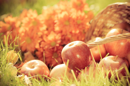 Fruits and flowers in autumn outdoors. Thanksgiving holiday conceptの写真素材