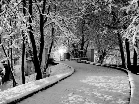 Evening in winter park.の写真素材