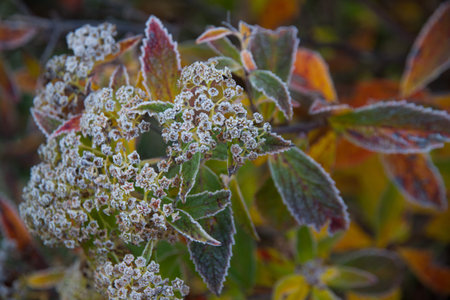 frost covered autumn leaves