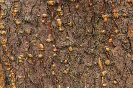 old wood tree texture background pattern closeupの写真素材