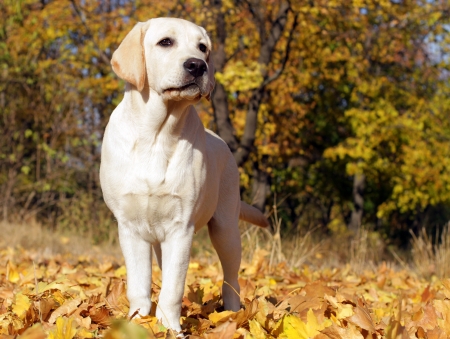 yellow labrador puppy in the park in autumnの写真素材