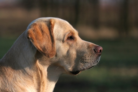 A yellow labrador in the field. Portrait in profileの写真素材