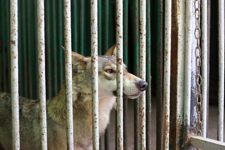 Wolf in the cage at the zooの写真素材