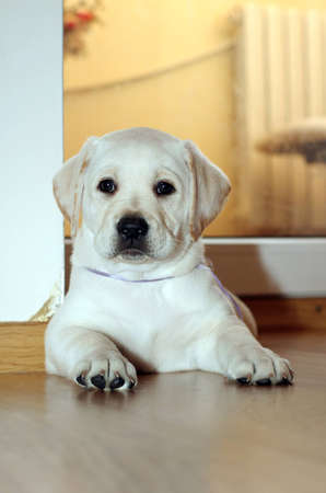 yellow labrador puppy of 1,5 months laying on the floor at homeの写真素材
