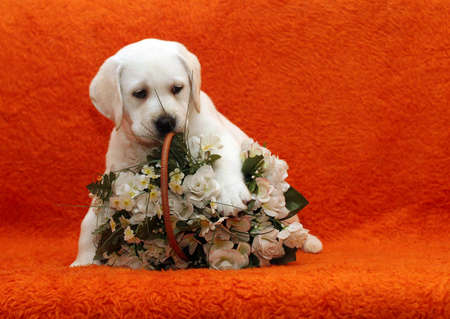 yellow labrador puppy playing with white flowersの写真素材