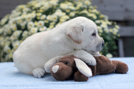 yellow labrador puppy with a toy on the blueの写真素材