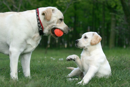 two yellow labradors (adult and puppy) playing with a ballの写真素材