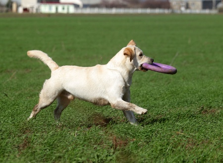 A yellow labrador playing with a toy in the field in summerの写真素材