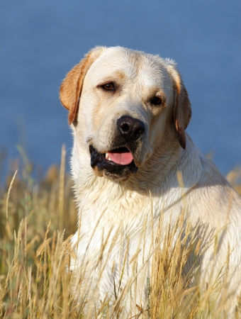 yellow labrador portrait in summer in the fieldの写真素材