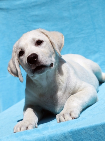 yellow labrador portrait on blue backgroundの写真素材