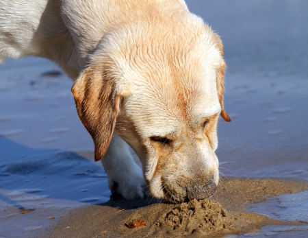 yellow labrador playing at the sea in summerの写真素材