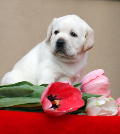 yellow labrador puppy with tulips on the red backgroundの写真素材