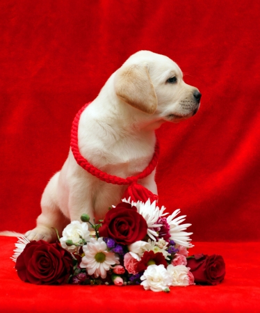 yellow labrador puppy with flowers on the red backgroundの写真素材