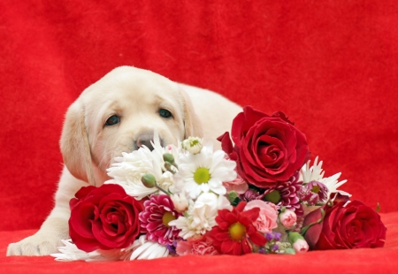 yellow labrador puppy with flowers on the red backgroundの写真素材
