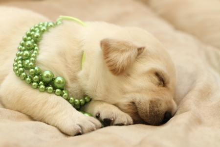 sweet yellow labrador puppy on the pale background in green beadsの写真素材