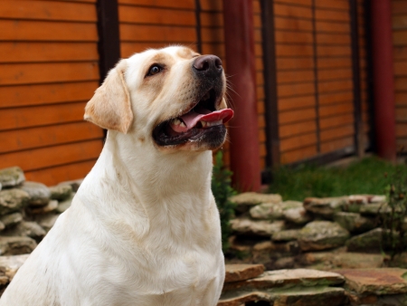 young yellow labrador portrait sitting close upの写真素材