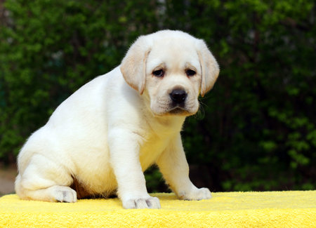 happy yellow labrador puppy sitting on yellow backgroundの写真素材