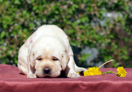 newborn happy yellow labrador puppy in spring with dandelionsの写真素材
