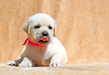 pretty yellow labrador puppy laying on yellow background close upの写真素材