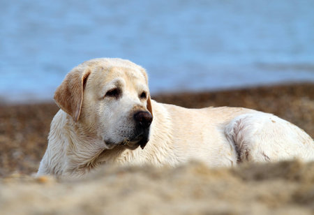 labrador at the sea portrait close upの写真素材