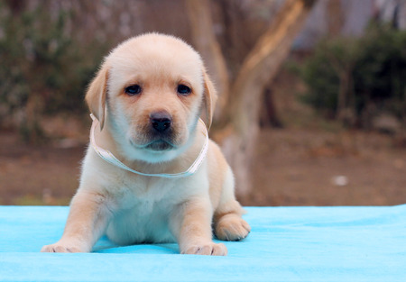 the yellow labrador puppy laying on blue backgroundの写真素材