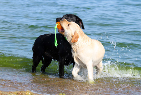 two nice labradors at the sea playing with an orange ballの写真素材