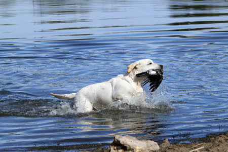 a nice young yellow Labrador retriever retrieving a duck in the pondの写真素材