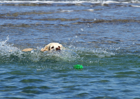 nice yellow labrador swimming in the seaの写真素材