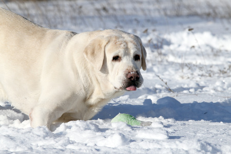 the yellow labrador in the snow in winter with a green toy portraitの写真素材