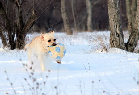 a happy yellow labrador in the snow in winter with a ballの写真素材