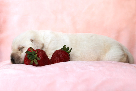 a little yellow labrador puppy sitting on red background with a strawberryの写真素材