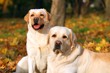 nice two cute yellow labradors in the park in autumn close upの写真素材