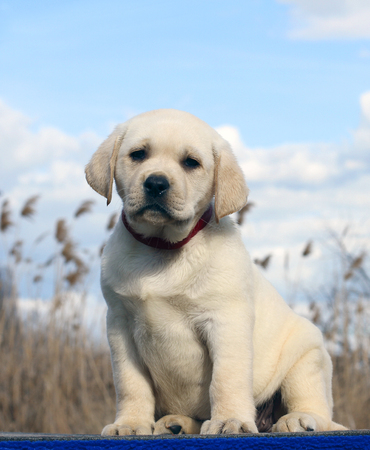 little cute yellow labrador puppy sitting on blue backgroundの写真素材