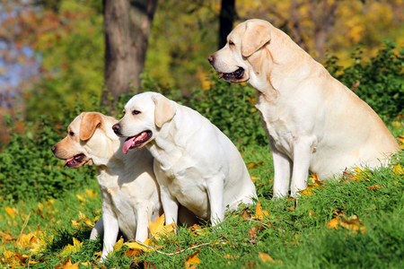 three nice yellow labradors in the park in autumnの写真素材