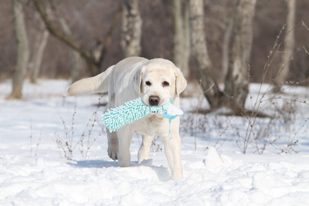 the cute yellow labrador in the snow in winter with a green toy portrait
