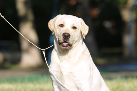 A yellow Labrador sitting in the park portraitの写真素材