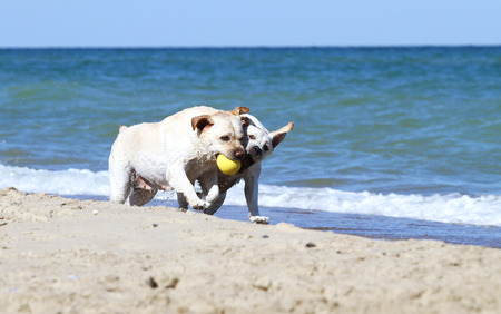 Two yellow labradors running at the sea with toys in summerの写真素材