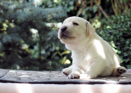 little yellow labrador puppy sitting on pink backgroundの写真素材