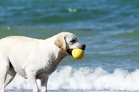 the yellow labrador playing at the sea with a toy in summerの写真素材
