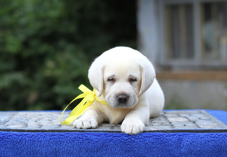 a sweet little yellow labrador puppy sitting on blue backgroundの写真素材